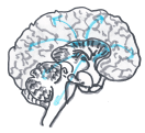 Patti Dobrowolski drawing of a brain